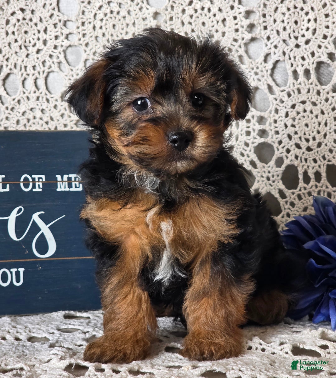 Yorkiepoo dogs for sale: Elvis - Ad 5