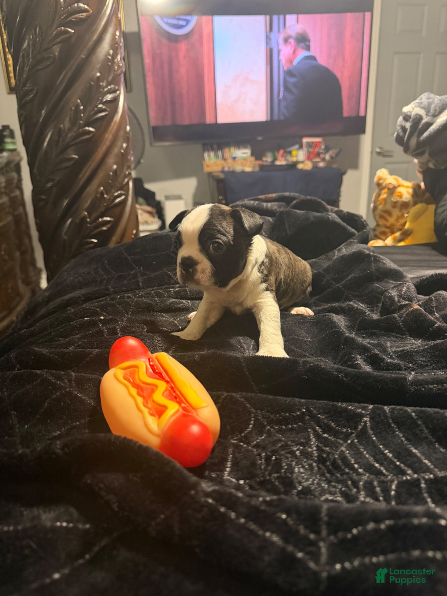 Boston Terrier dogs Cyclops  - Ad 2