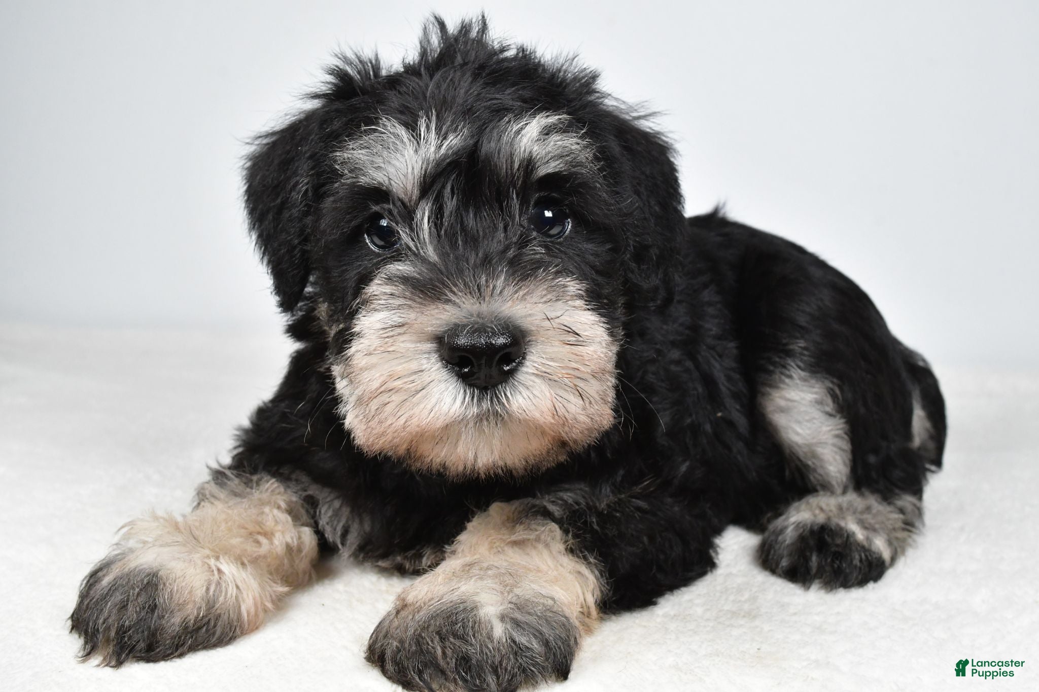 Miniature Schnauzer dogs Eddy - Ad 1