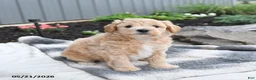 Bichpoo dogs for sale: Jade - Ad 5