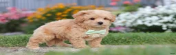 Maltipoo dogs for sale: Sailor - Ad 10