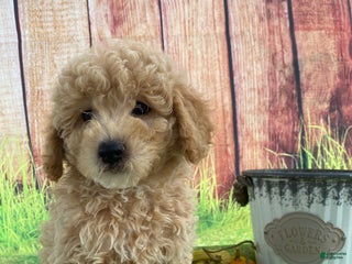 Bichpoo dogs - Ad 36