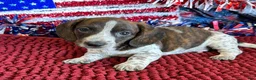Dachshund dogs for sale: Tonka - Ad 4