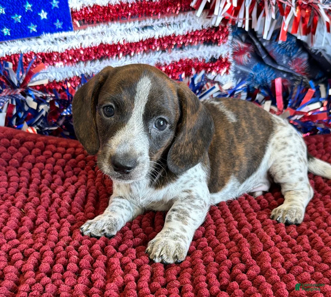 Dachshund dogs for sale: Tonka - Ad 4