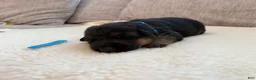 German Shepherd dogs for sale: Blue Boy - Ad 4