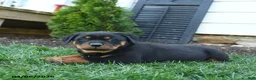 Rottweiler dogs for sale: Cherry - Ad 4