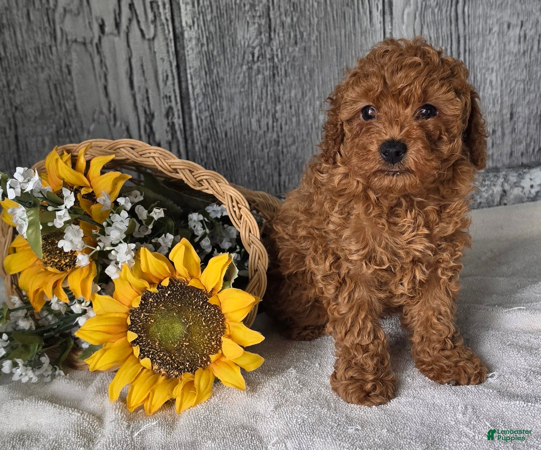 Toy Poodle dogs Quinn - Ad 1