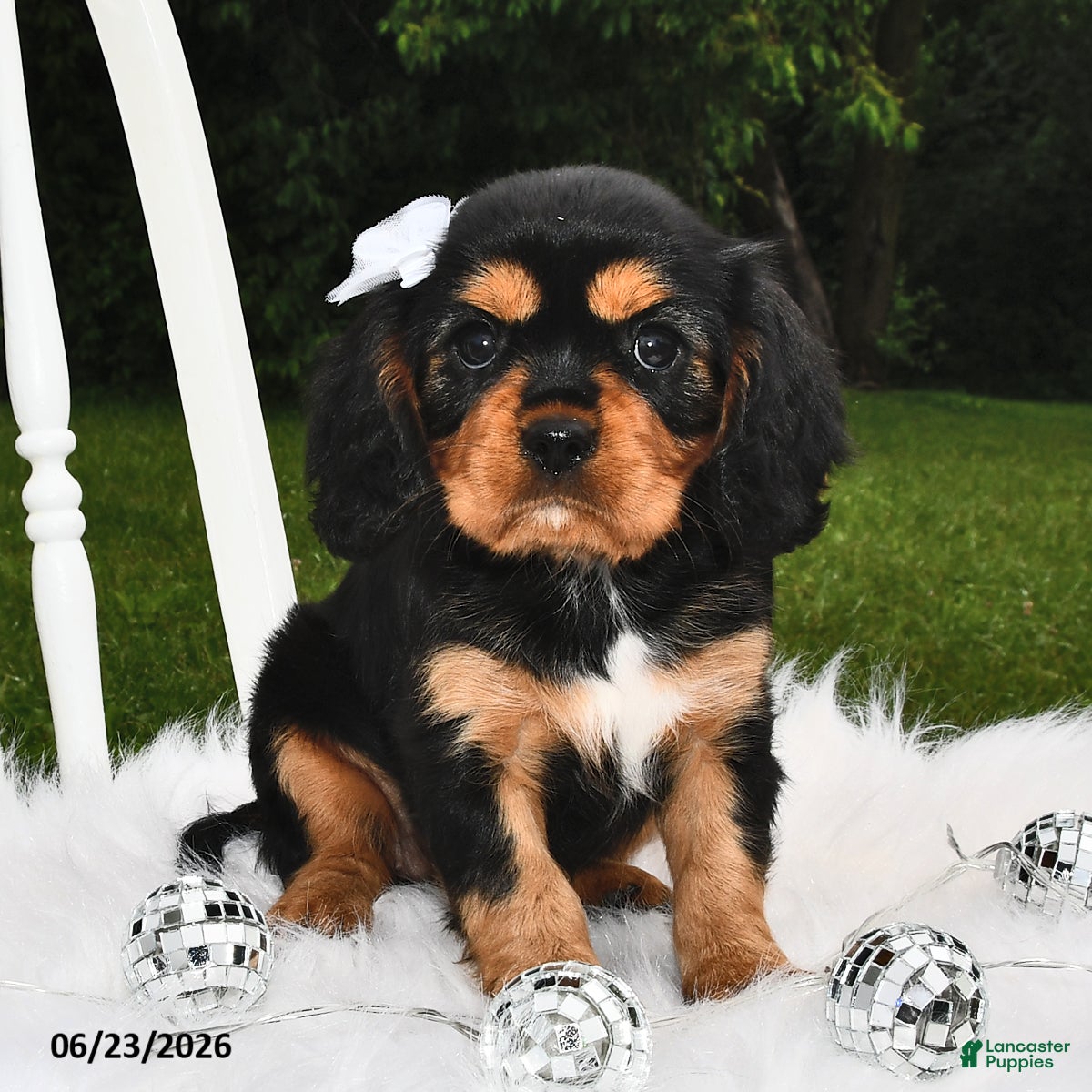 Beaglier dogs Candy - Ad 1