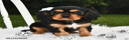 Beaglier dogs for sale: Candy - Ad 1