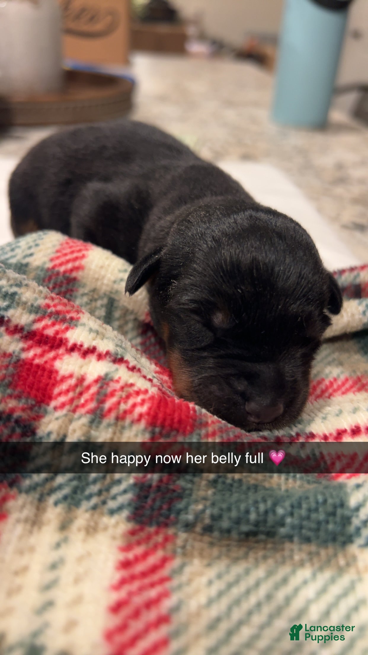 Rottweiler dogs Rottweiler 7 - Ad 4