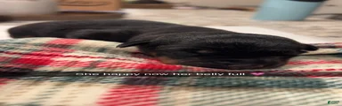 Rottweiler 7