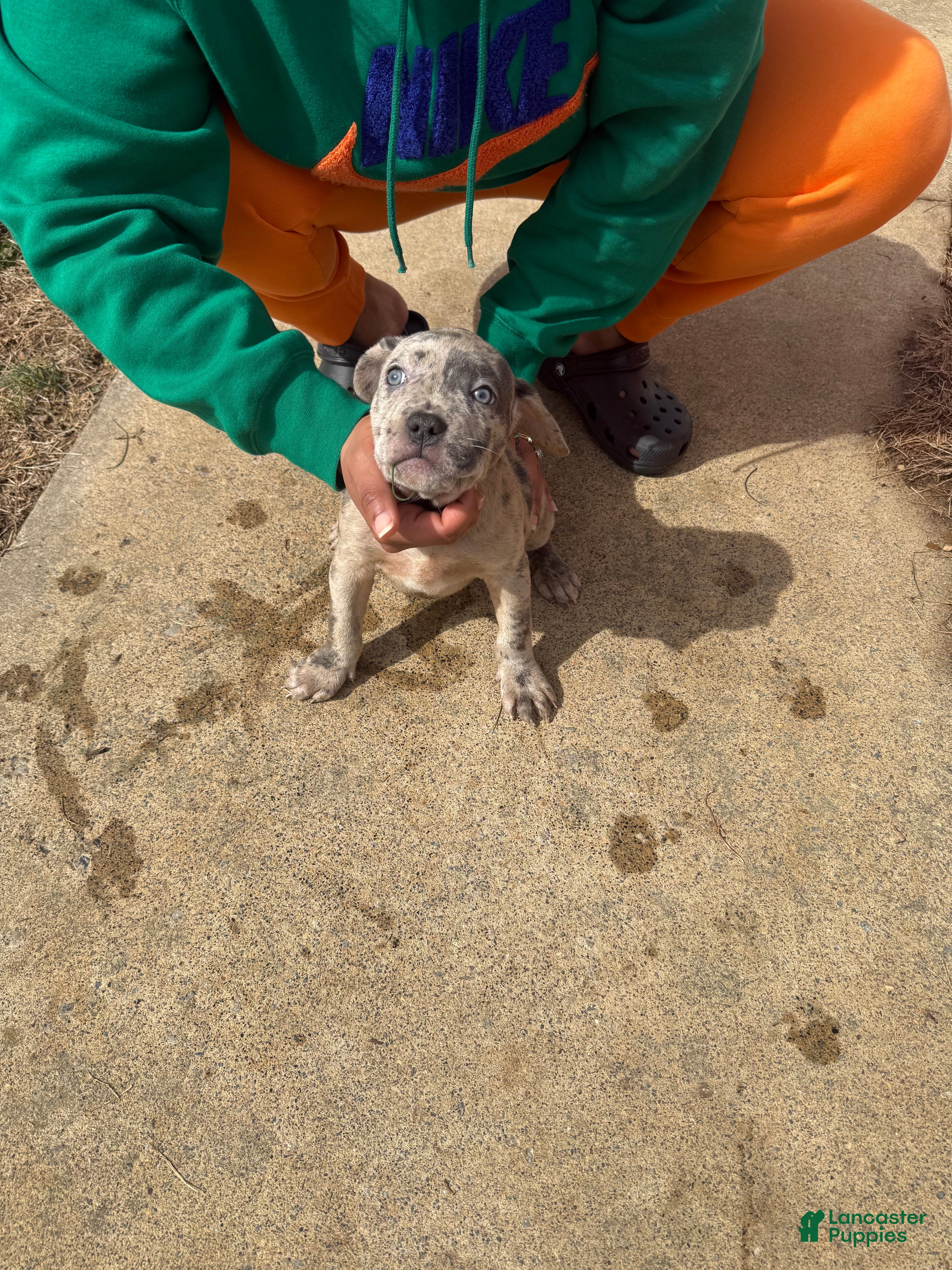 Mixed Breed dogs Mixed Breed Puppy 1 - Ad 30