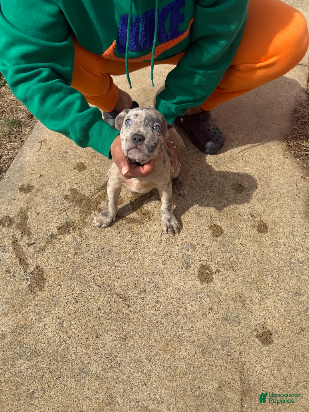 Mixed Breed dogs for sale: Mixed Breed Puppy 1 - Ad 1