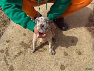 Mixed Breed dogs Mixed Breed Puppy 1 - Ad 16