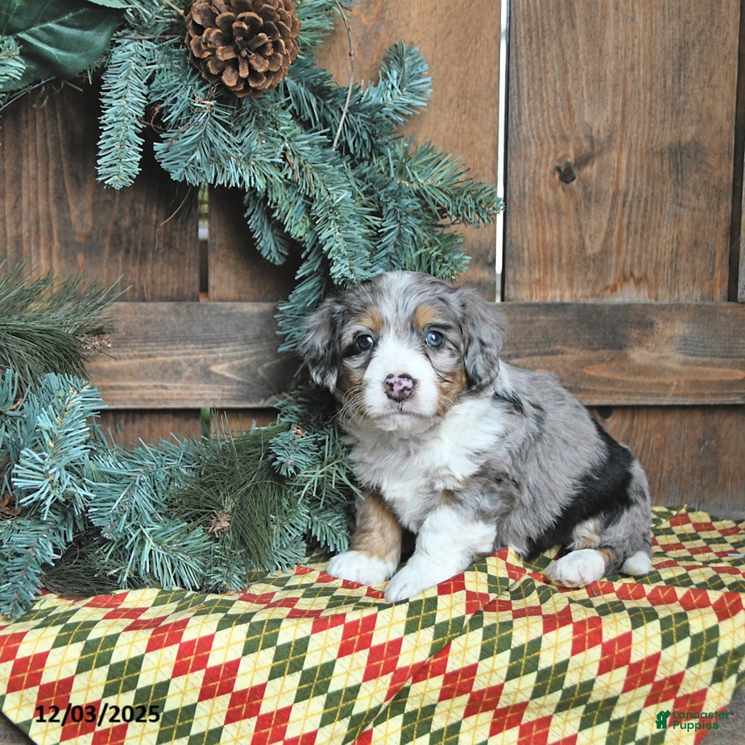 Mini Bernedoodle dogs for sale: Sasha - Ad 3