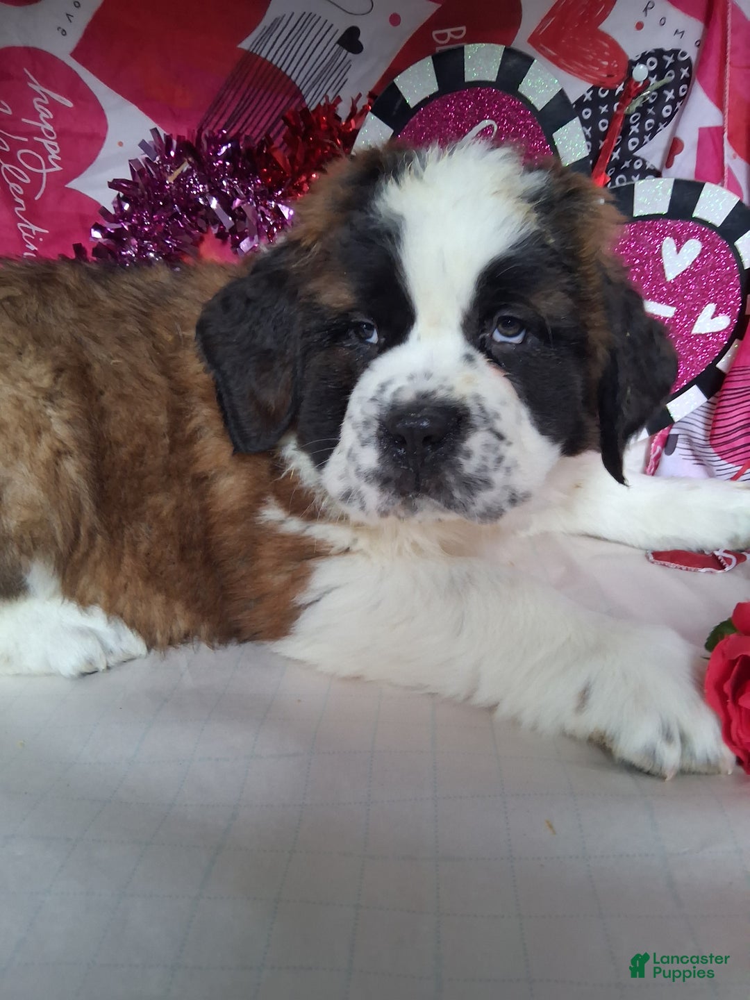 Saint Bernard dogs for sale: Max - Ad 4