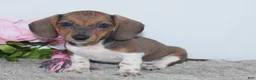 Miniature Dachshund dogs for sale: Kallie - Ad 3