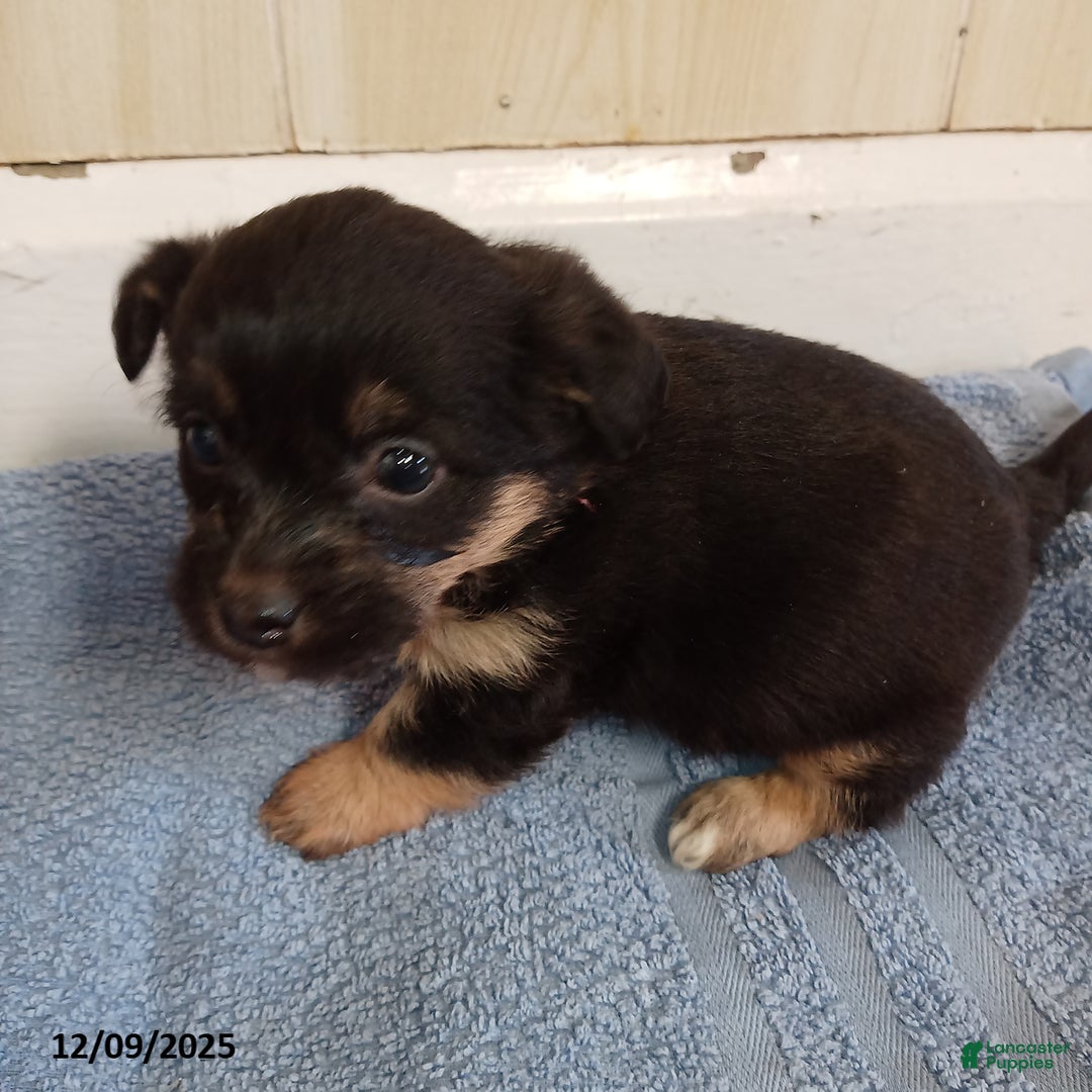 Corgipoo dogs for sale: Bridget - Ad 1