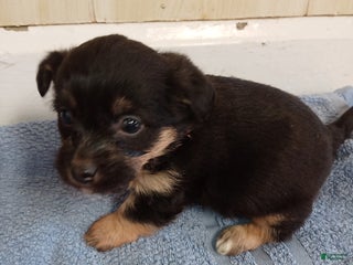 Corgipoo dogs Bridget - Ad 8