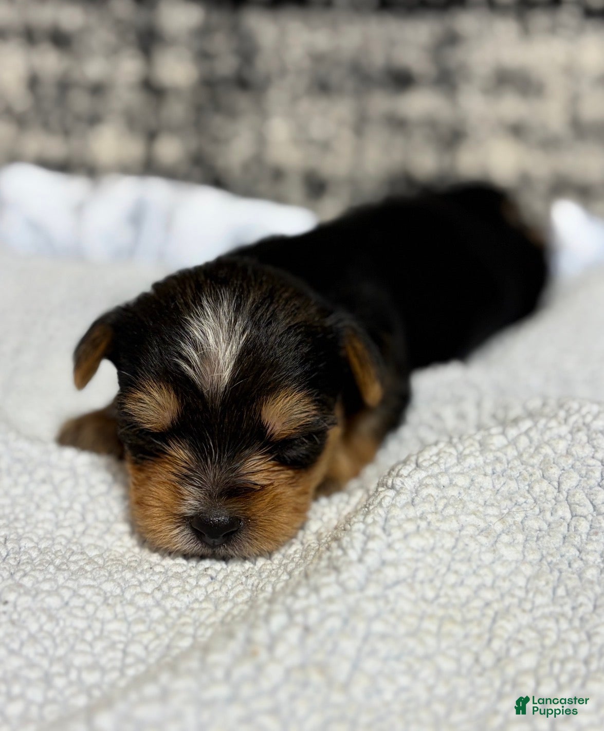 Yorkshire Terrier dogs Yorkshire Terrier 1 - Ad 1
