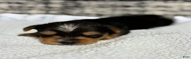 Yorkshire Terrier 1