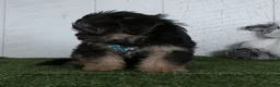 Shorkie dogs for sale: Winnie - Ad 4
