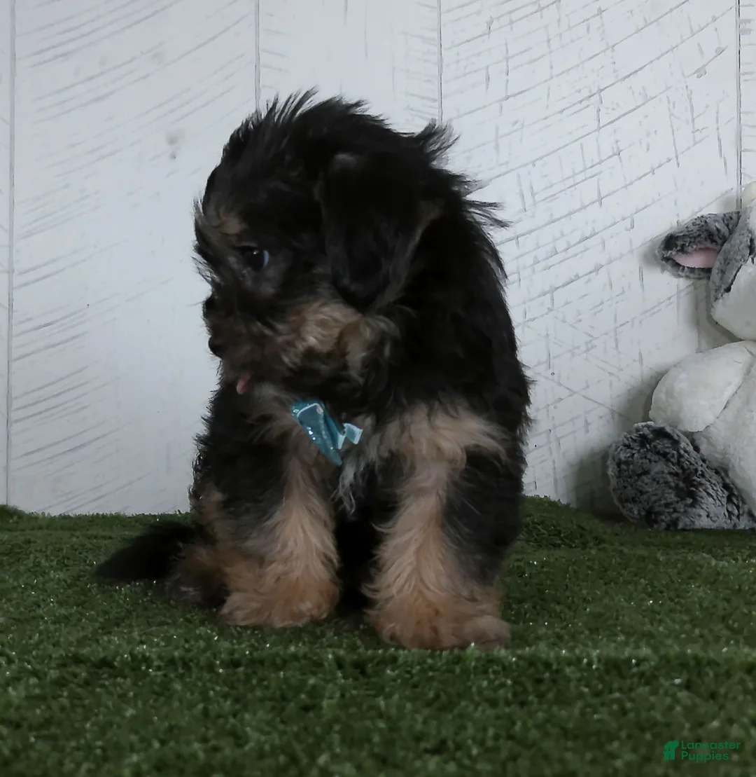 Shorkie dogs for sale: Winnie - Ad 4