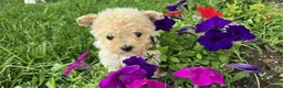 Bichpoo dogs for sale: Bichpoo 1 - Ad 3