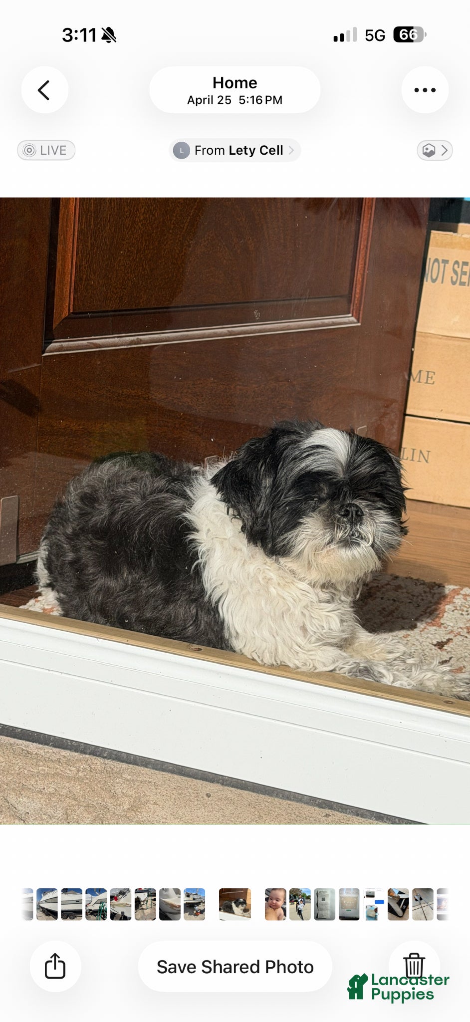 Shih Tzu dogs Shih Tzu  - Ad 6