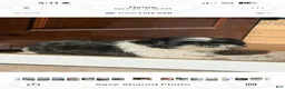 Shih Tzu dogs for sale: Shih Tzu  - Ad 1
