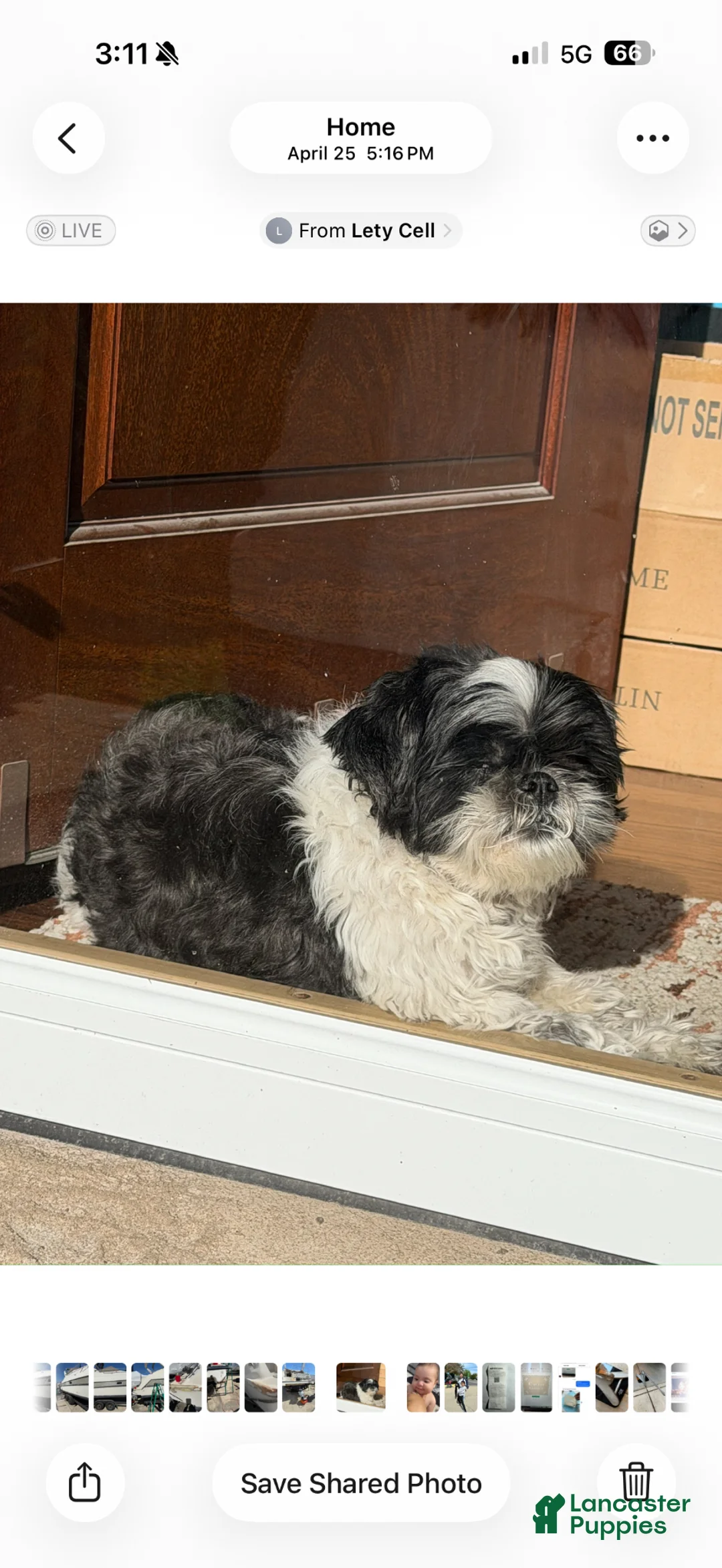 Shih Tzu dogs for sale: Shih Tzu  - Ad 1