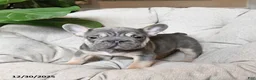 French Bulldog dogs for sale: Teddy - Ad 2