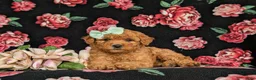 Mixed Breed dogs for sale: Mistie Hypoallergenic - Ad 6