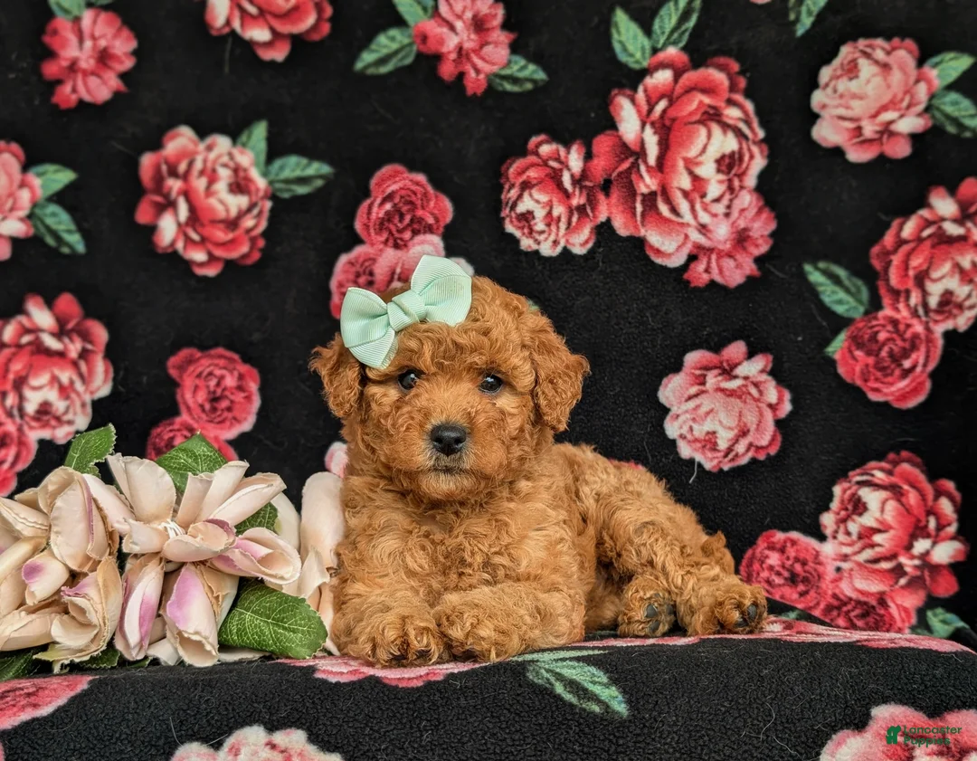 Mixed Breed dogs for sale: Mistie Hypoallergenic - Ad 6