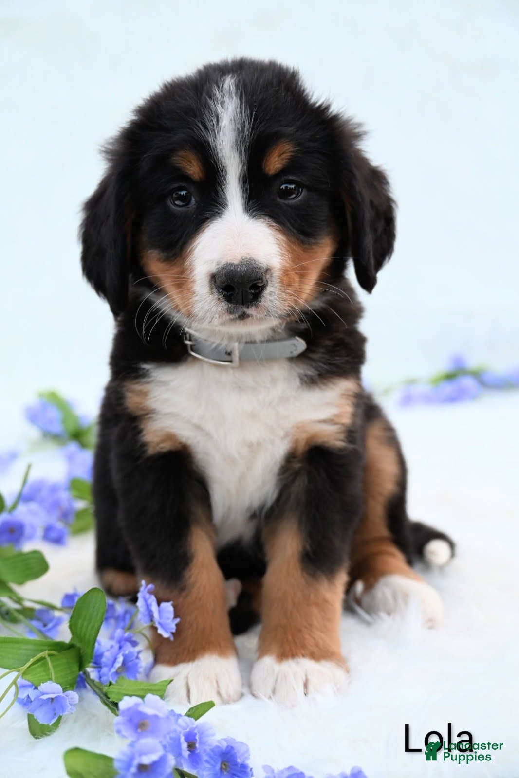 Bernese Mountain Dog dogs Lola - Ad 1