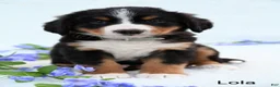 Bernese Mountain Dog dogs for sale: Lola - Ad 1