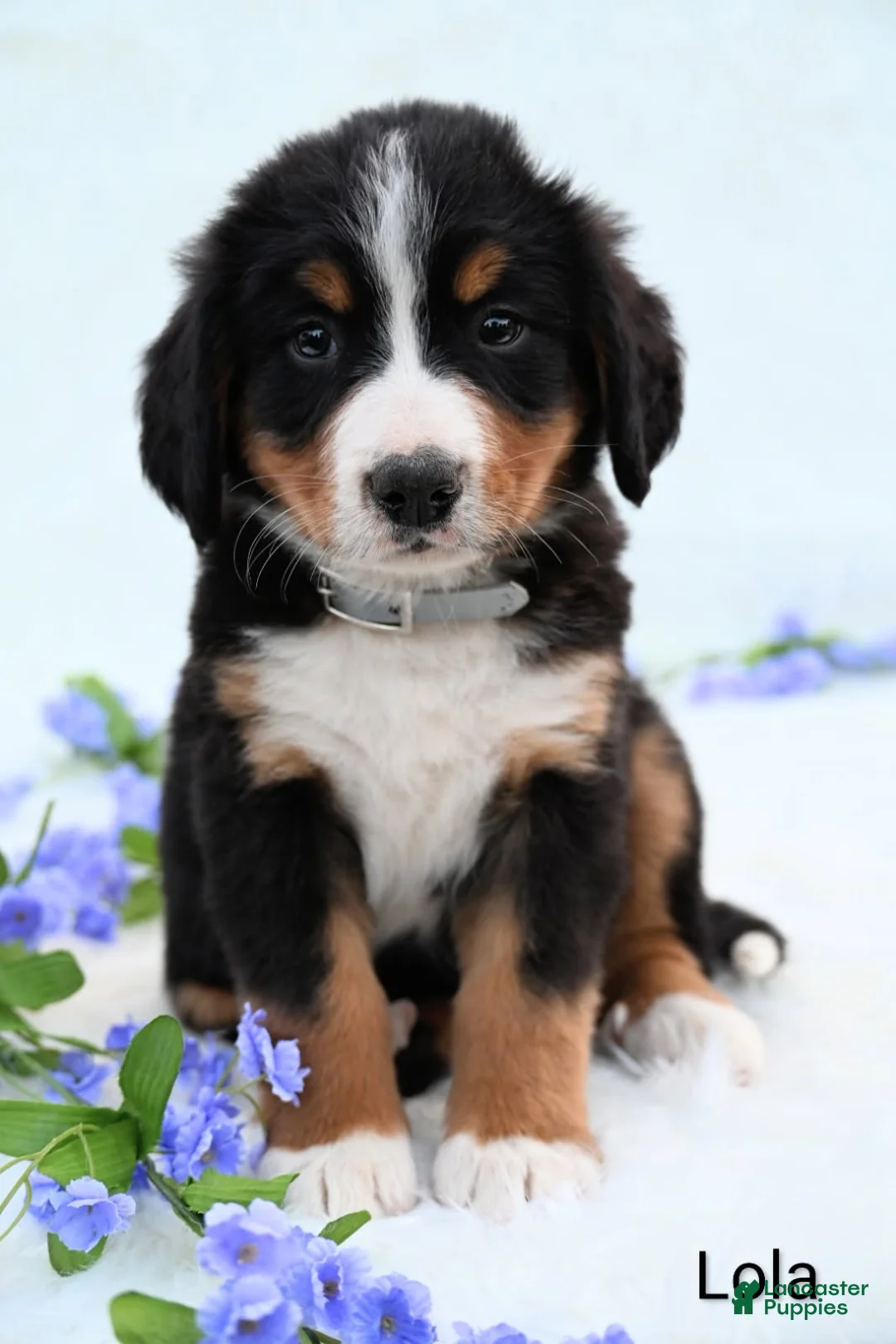 Bernese Mountain Dog dogs for sale: Lola - Ad 1