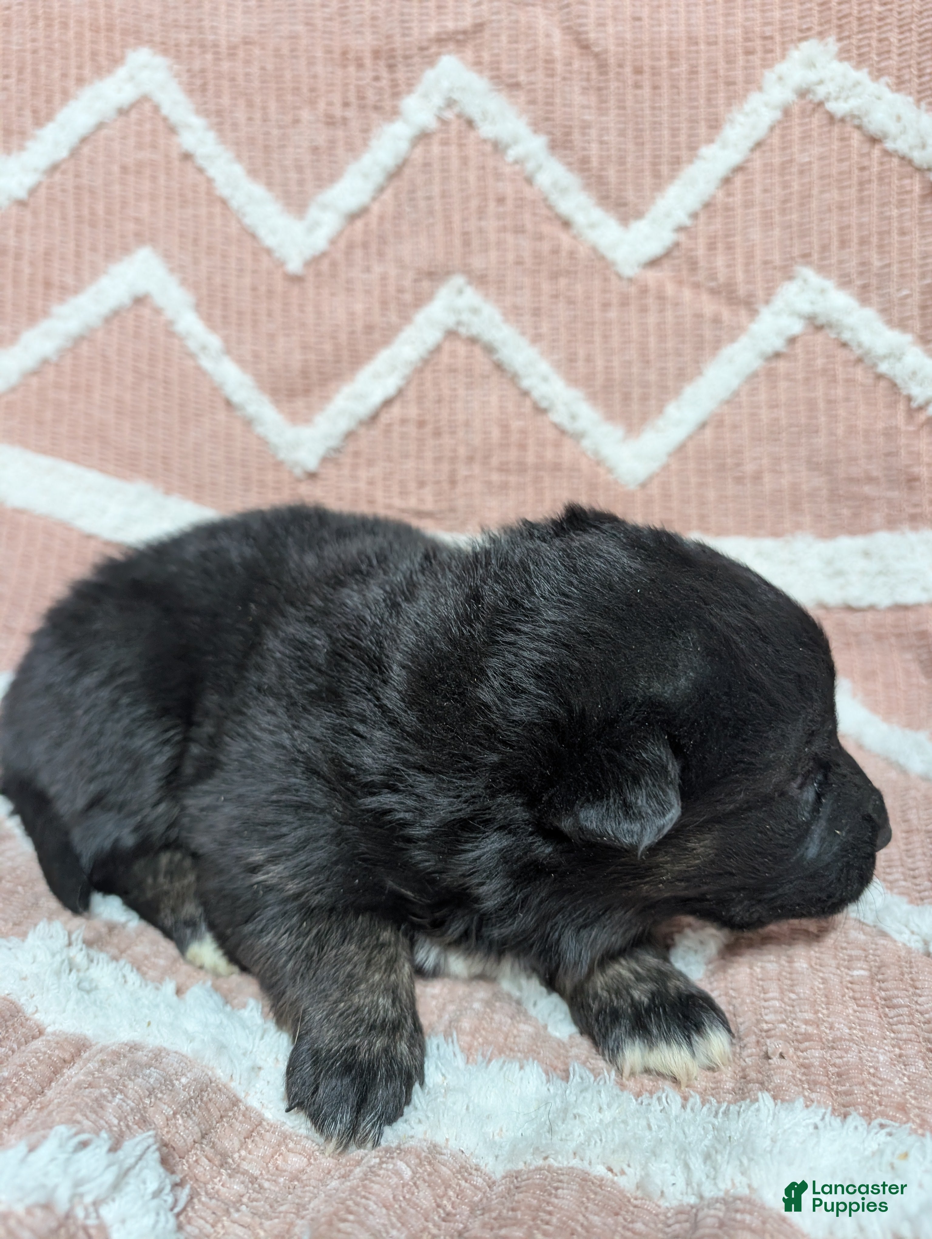 Gerberian Shepsky dogs Callie  - Ad 2