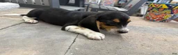 Beagle dogs for sale: AKC Sparky - Ad 3