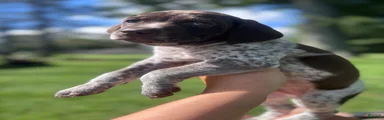 German Shorthaired Pointer 3