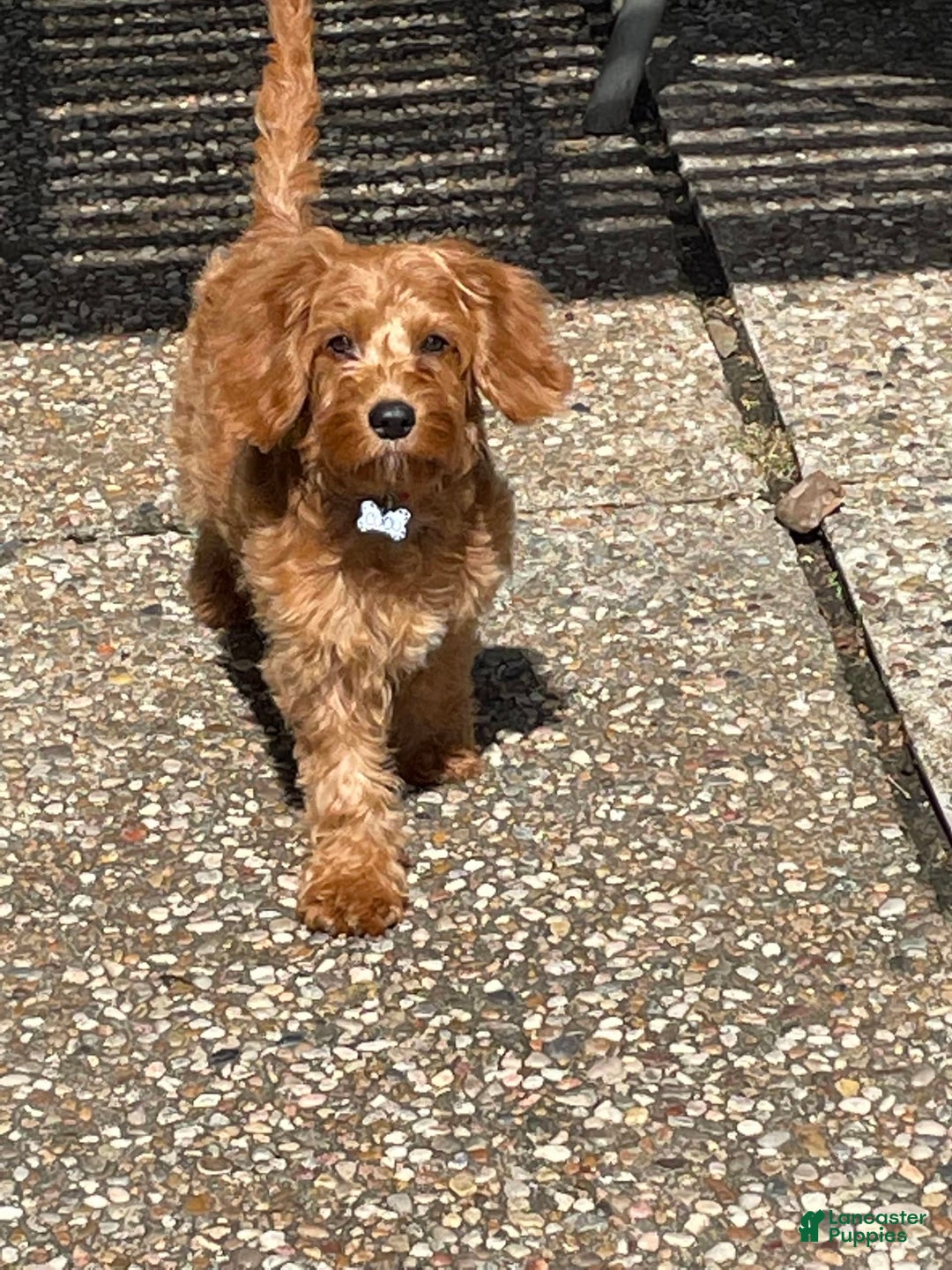 Gallery Image {{count}}