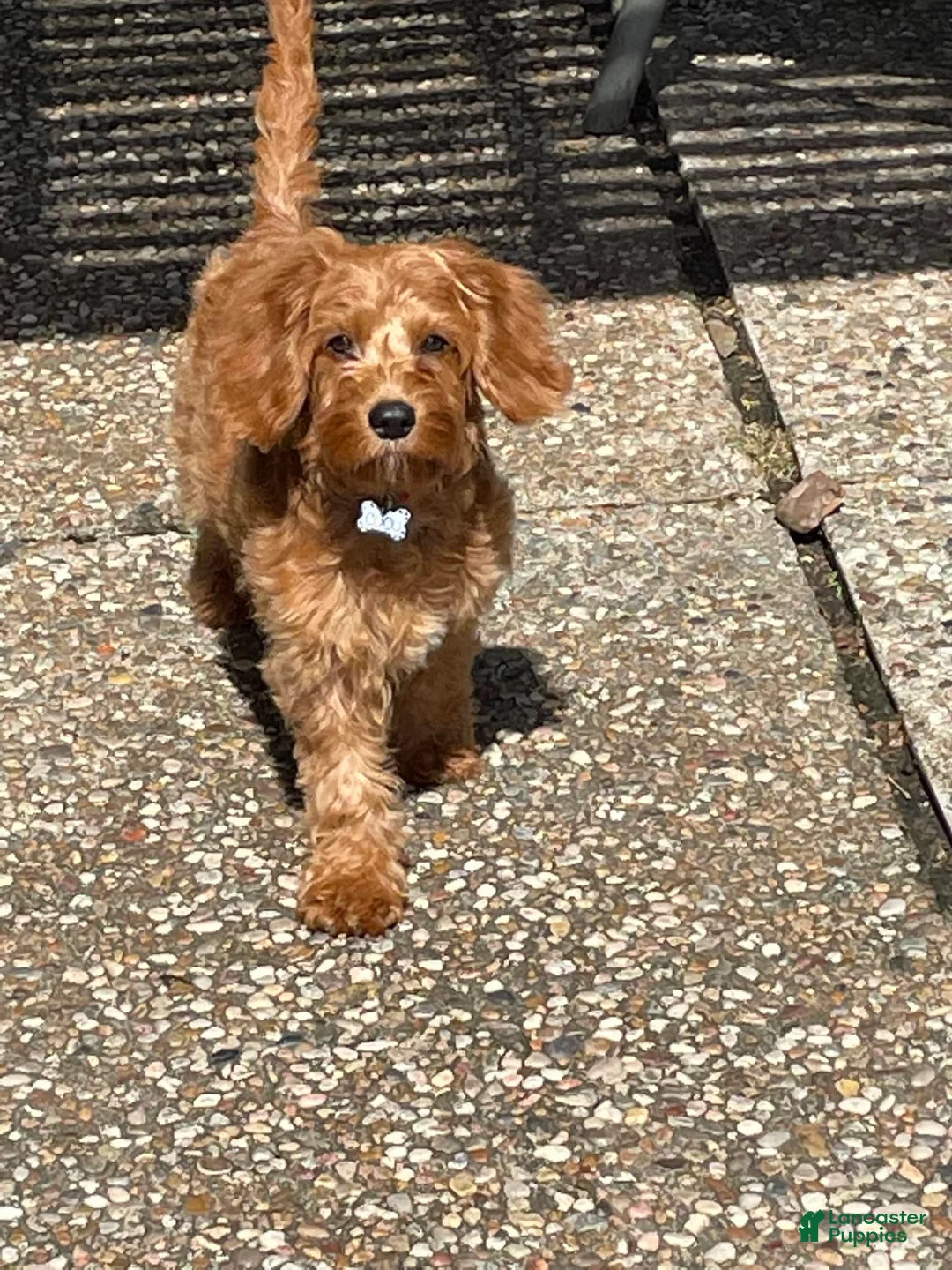 Gallery Image {{count}}