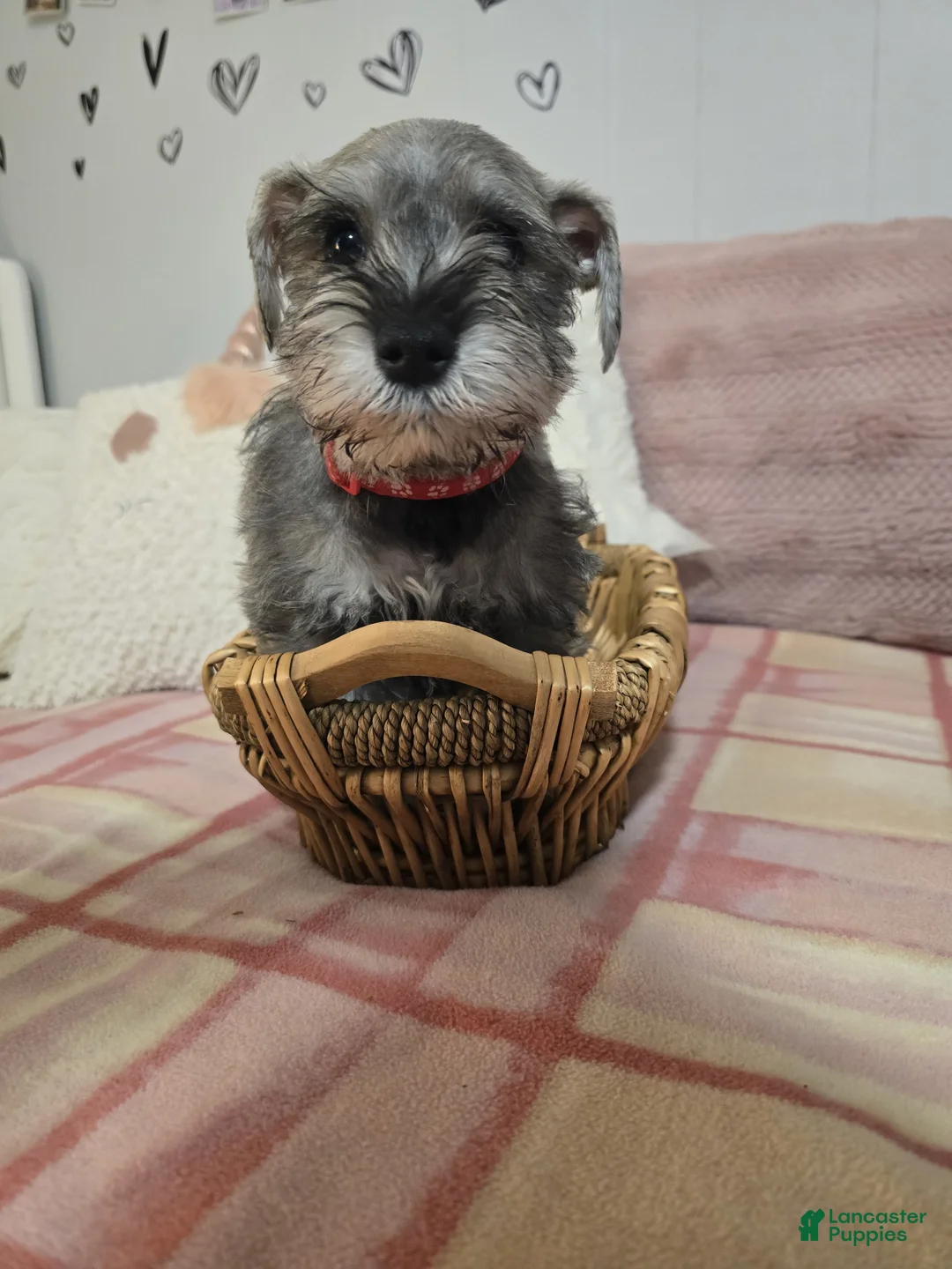 Mixed Breed dogs for sale: Mixed Breed Puppy 2 - Ad 1