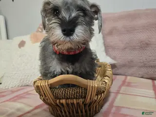 Mixed Breed dogs Mixed Breed Puppy 2 - Ad 17