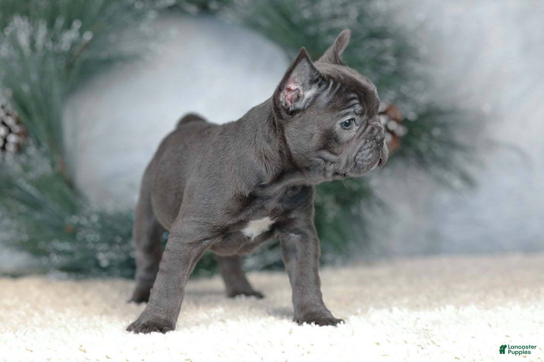 French Bulldog dogs for sale: Cora - Ad 2