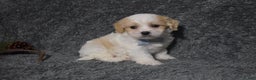 Cavachon dogs for sale: Harley  - Ad 2