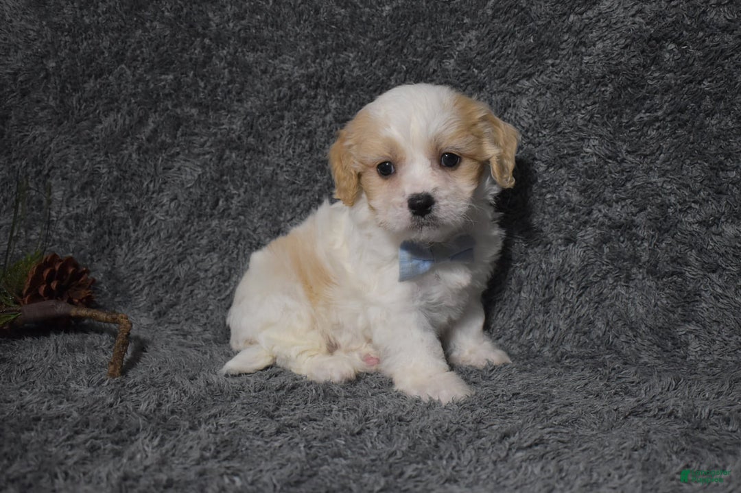 Cavachon dogs for sale: Harley  - Ad 2