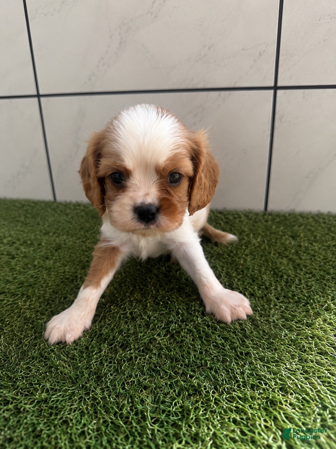 Cavalier King Charles Spaniel dogs Cavalier King Charles Spaniel 1 - Ad 2