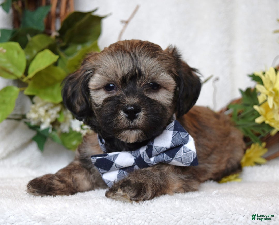 Teddy Bear dogs for sale: Bandit - Ad 3