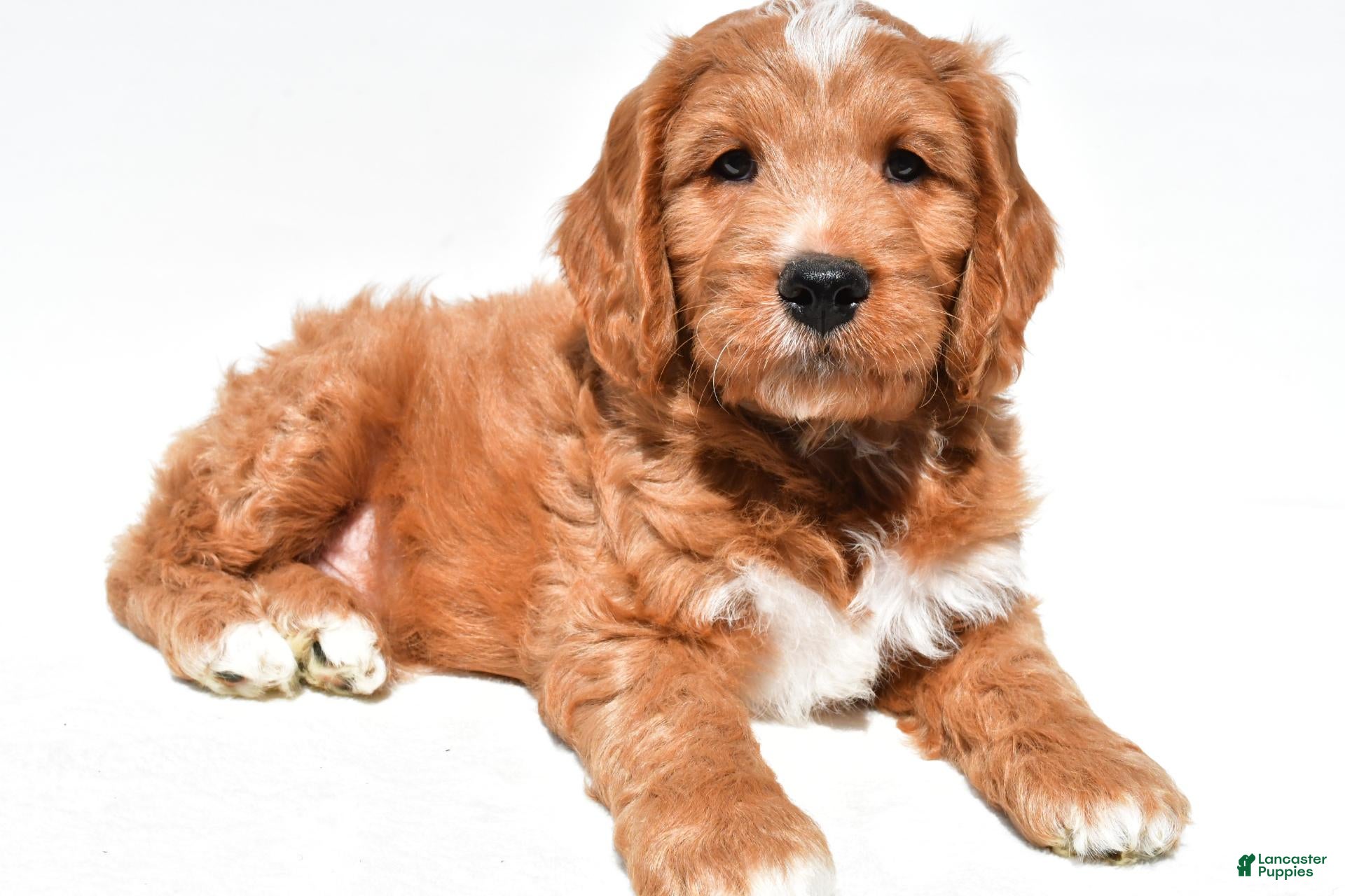 Mini Goldendoodle dogs Howard - Ad 1